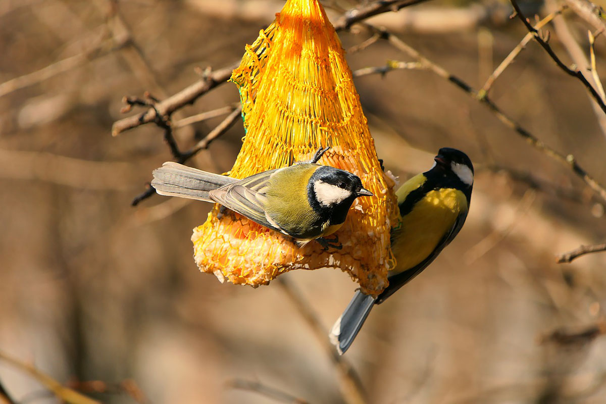 Téli madáretetés: Így etessük a madarakat!