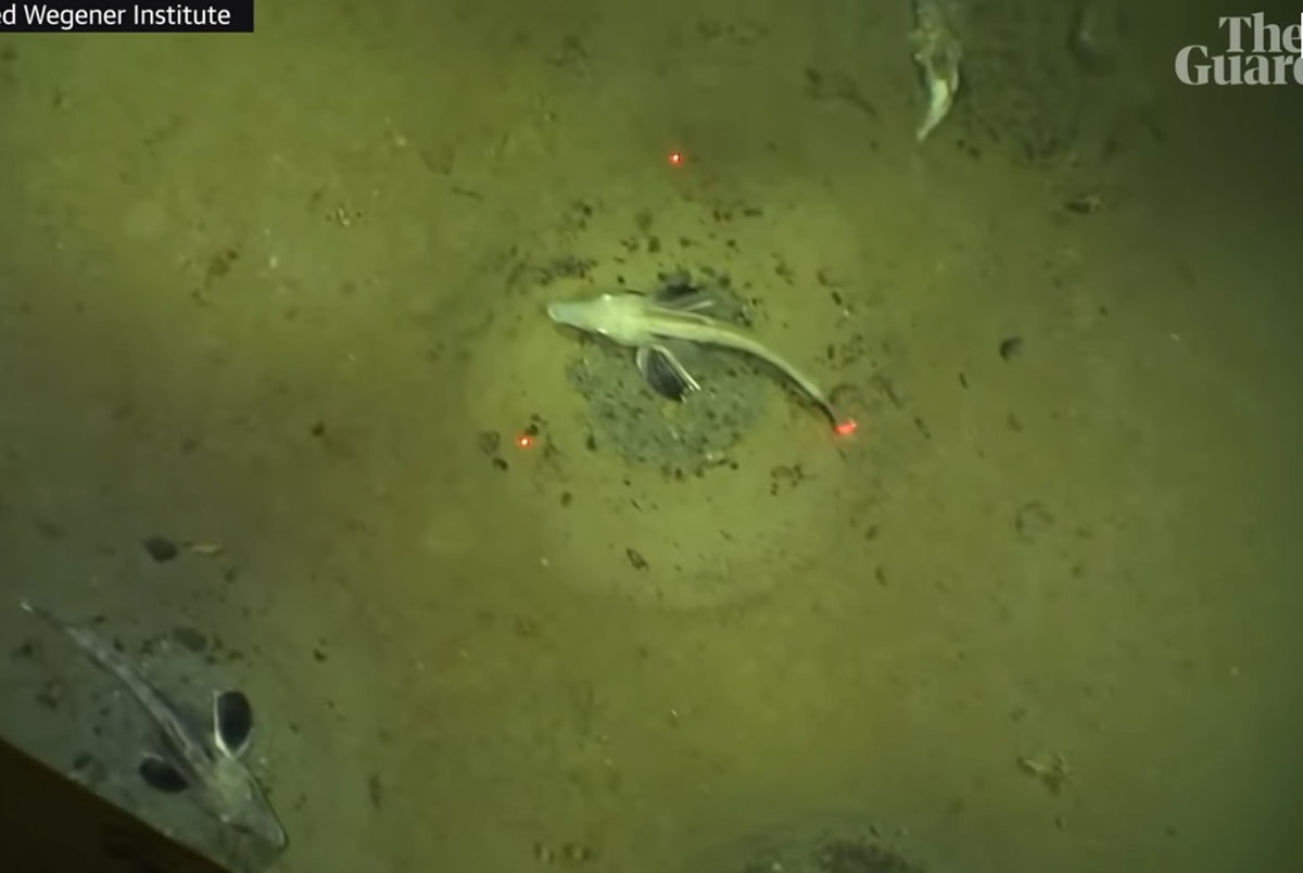 Jéghalkolóniát találtak a kutatók a Weddell-tengerben