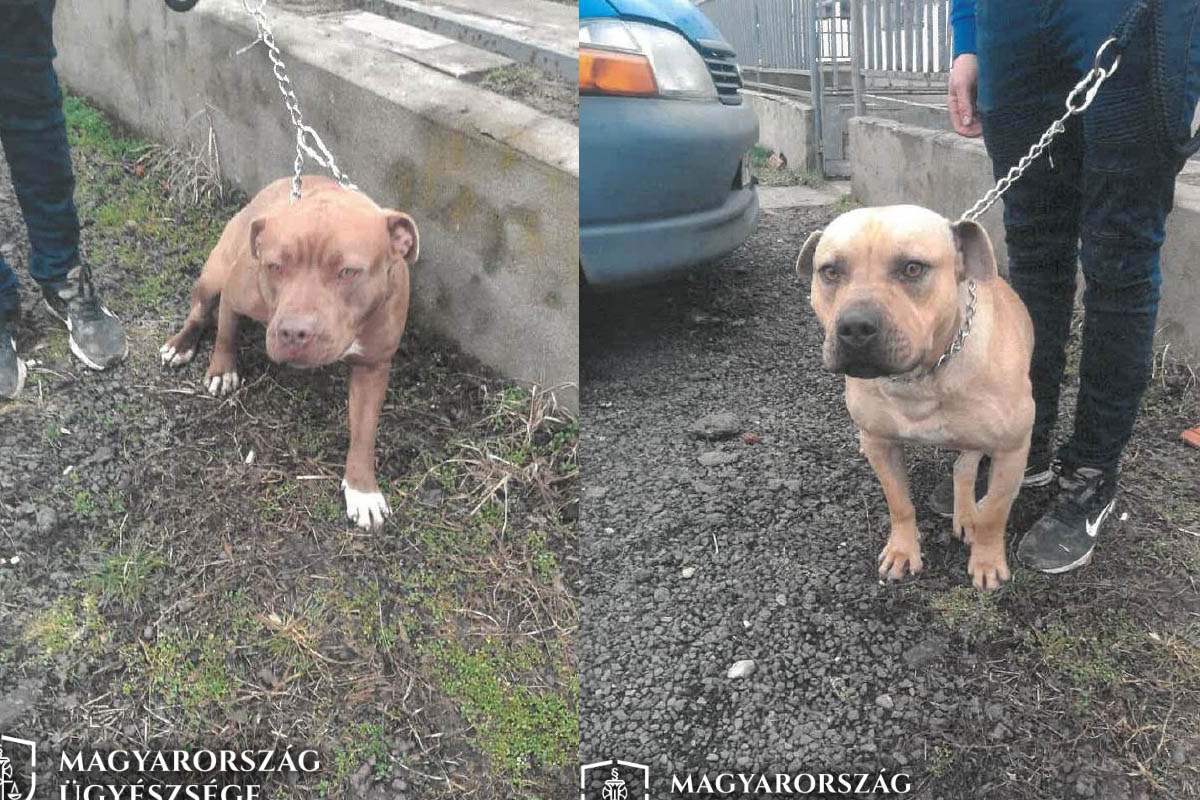 Két pitbull támadt egy nőre Gyomaendrődön, a kutyák tulajdonosa ellen vádat emeltek