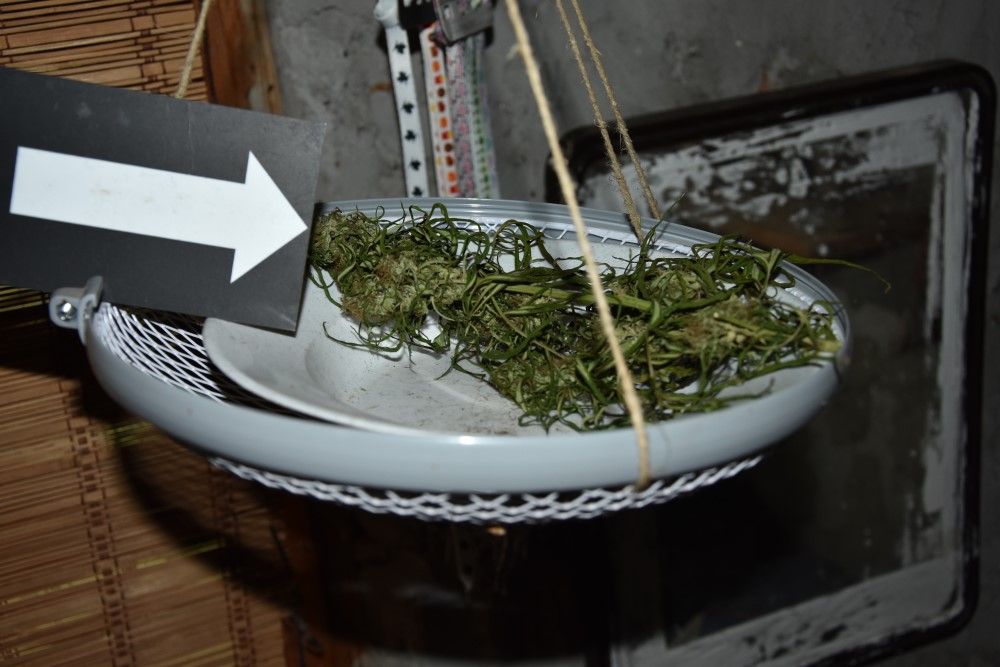 Békéscsabán, egy ház udvarán termesztette a kábítószert tartalmazó növényeket