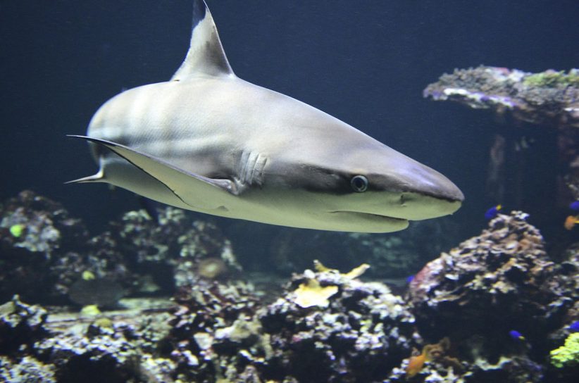 cápákkal kapcsolatos tévhitek