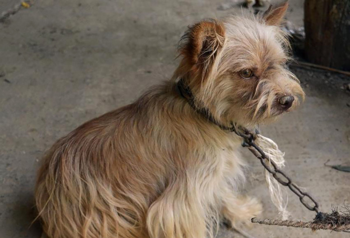 Állatkínzás Gyomaendrődön: Egy kutya halálát okozta a hanyagság