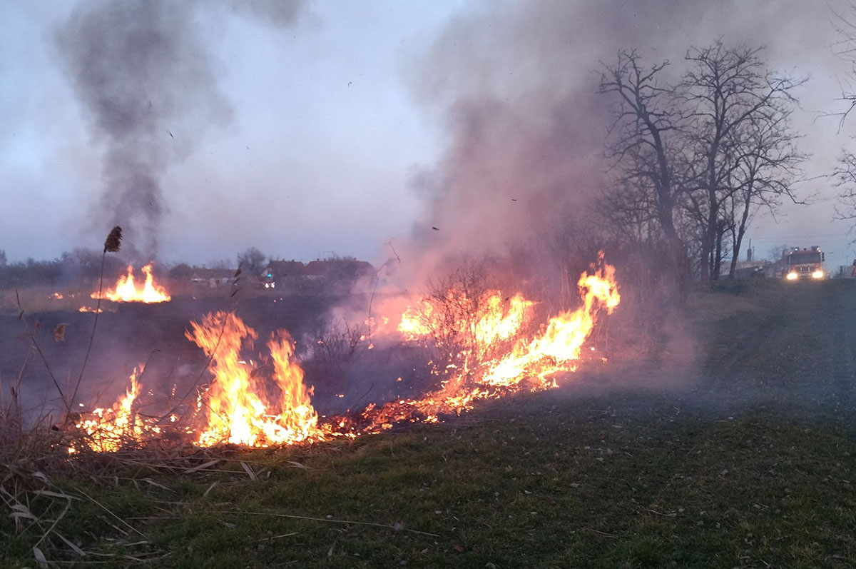 Több hektáron égett a nádas Eleken