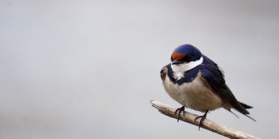 fehér torkú fecske, fecske