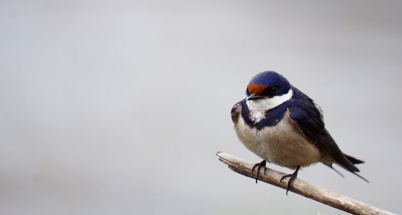fehér torkú fecske, fecske