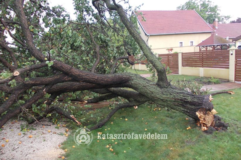 vihar Békésben, kidőlt fa, fakidőlés