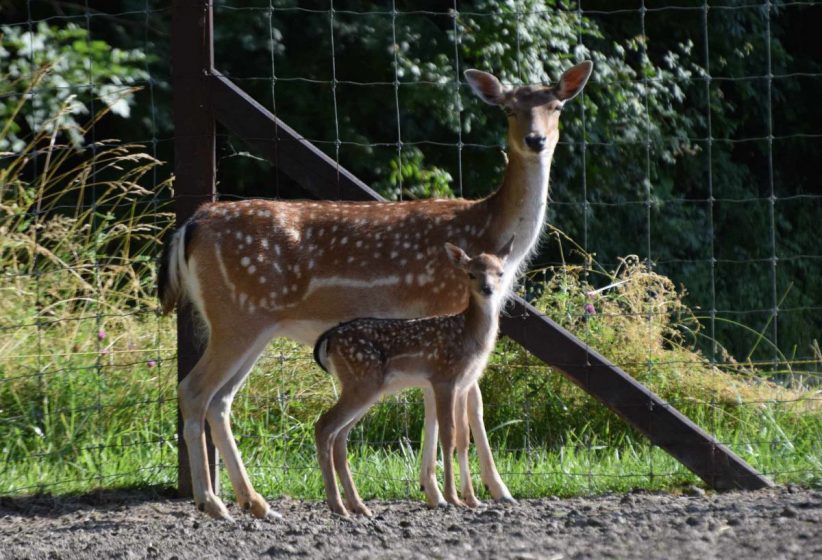 dámborjak, Körösvölgyi Állatpark