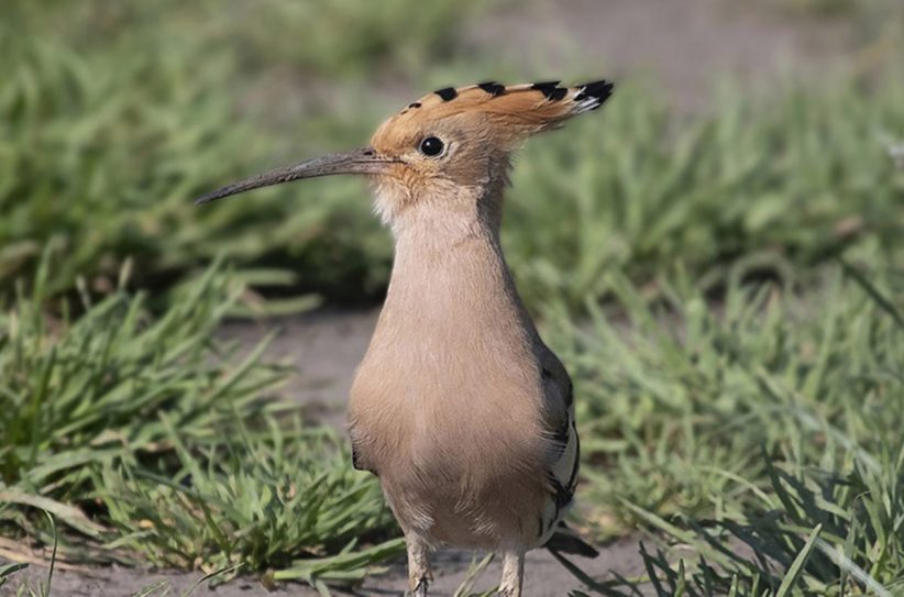 Körös-Maros Nemzeti Park, bubosbanka