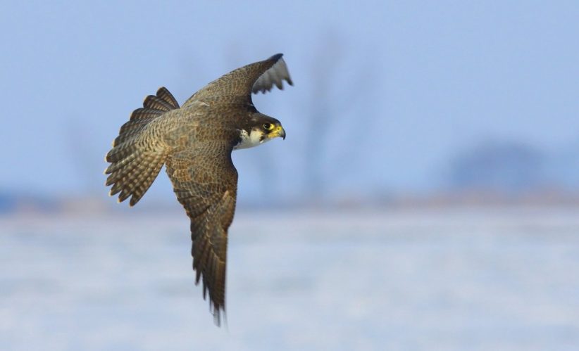 vándorsólyom, A Föld leggyorsabb élőlényei