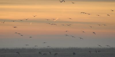 áttelelő darvak, darucsapatok