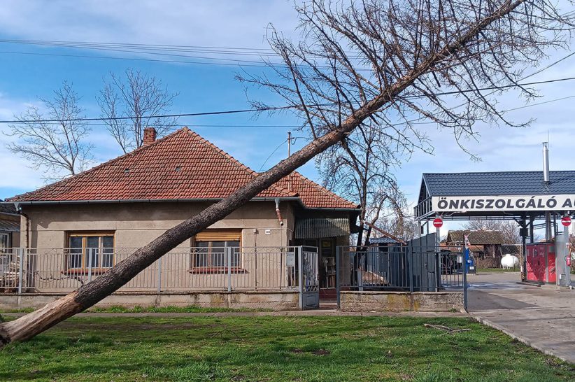 vihar, kidőlt fa