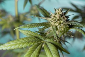 kannabisz, kannabiszt nevelgetett Kétegyházán