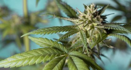 kannabisz, kannabiszt nevelgetett Kétegyházán