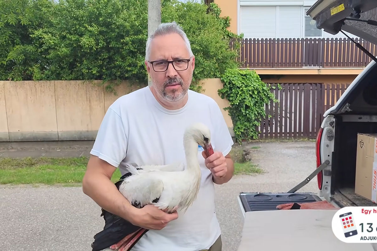 Légpuskával vadásztak a gólyákra – állatkínzás miatt indulhat eljárás