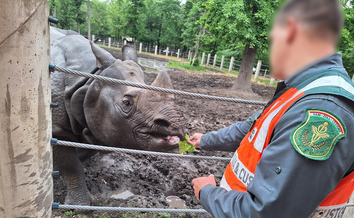 Jót lakmároztak a Szegedi Vadaspark lakói a NAV által lefoglalt zöldségekből