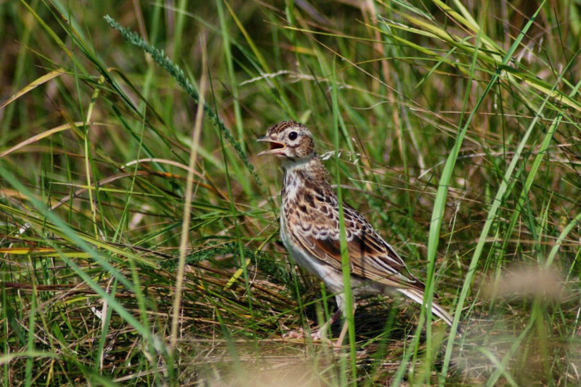 pacsirta, Körös-Maros Nemzeti Park