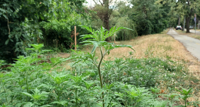 Hétvégén a parlagfű pollenkoncentrációja helyenként a magas szintet is elérheti