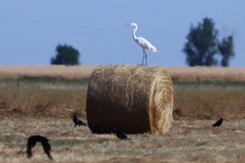 kócsagok és gémek portyáznak