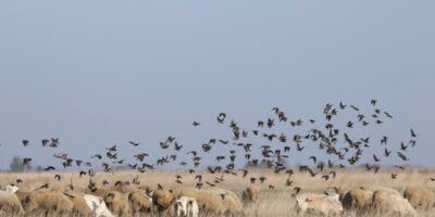seregély, Körös-Maros Nemzeti Park