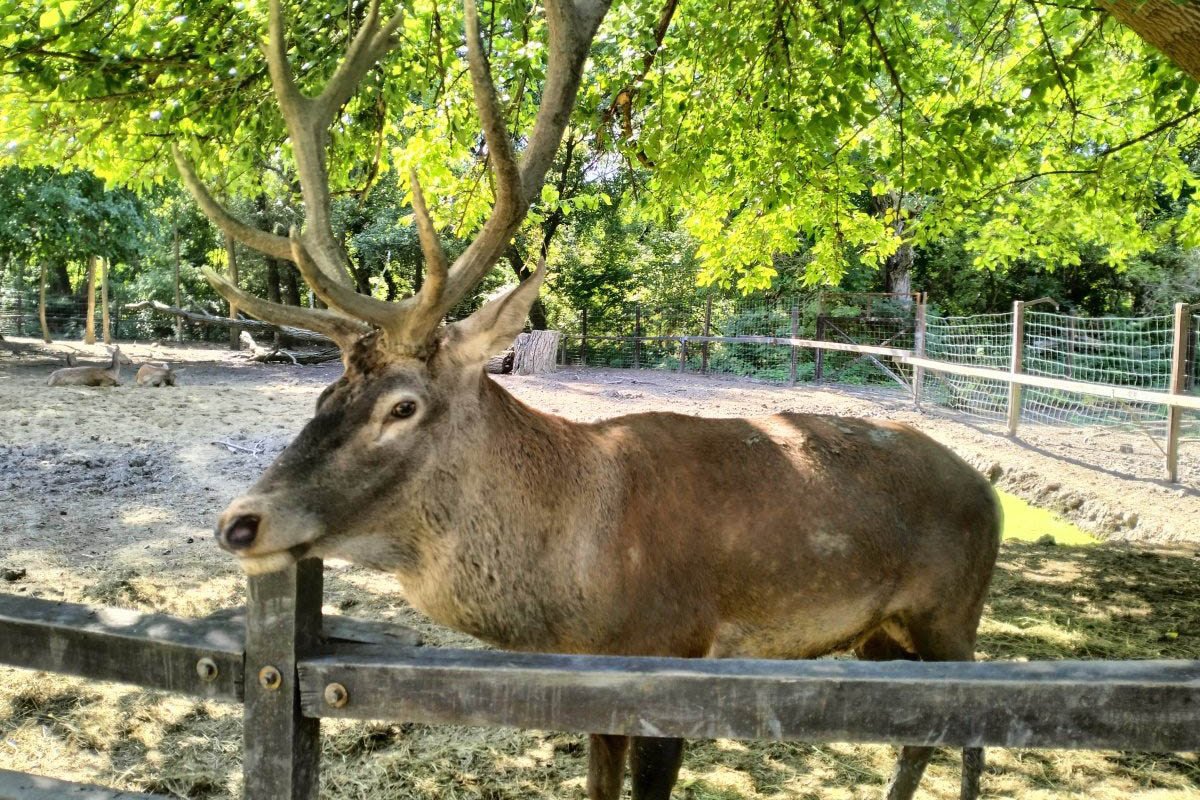 Bőgésbe fogott a Körösvölgyi Állatpark gímszarvas bikája