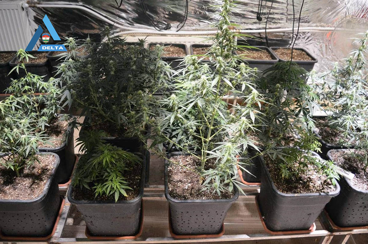 kábítószeres elfogás, Lecsapott a rendőrség a drogfarmra