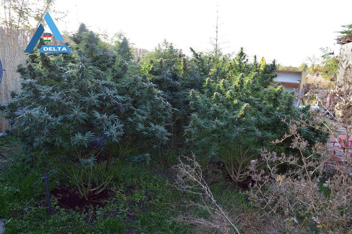 kábítószeres elfogás, Lecsapott a rendőrség a drogfarmra