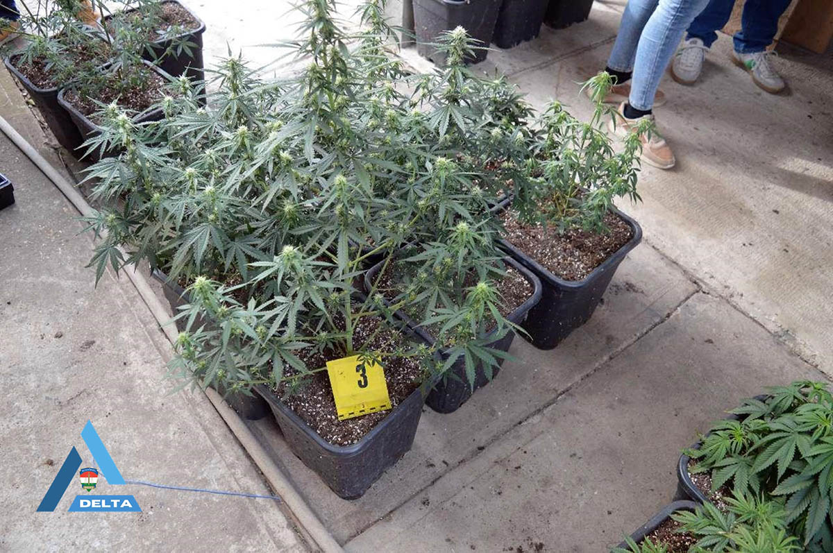 kábítószeres elfogás, Lecsapott a rendőrség a drogfarmra