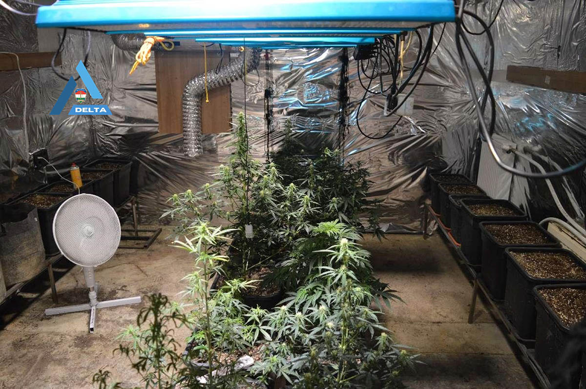 Lecsapott a rendőrség a drogfarmra: 30 tő „zöldet” nevelt otthon a férfi