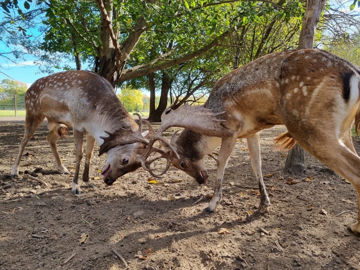 Elkezdődött a dámszarvasok násza a Körösvölgyi Állatparkban