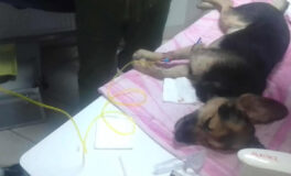 állatkínzás Magyarbángyesen