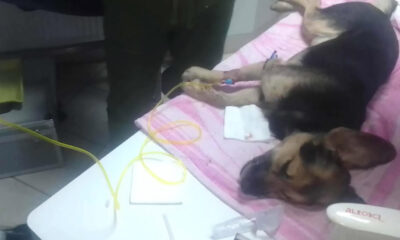 állatkínzás Magyarbángyesen