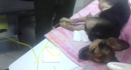 állatkínzás Magyarbángyesen