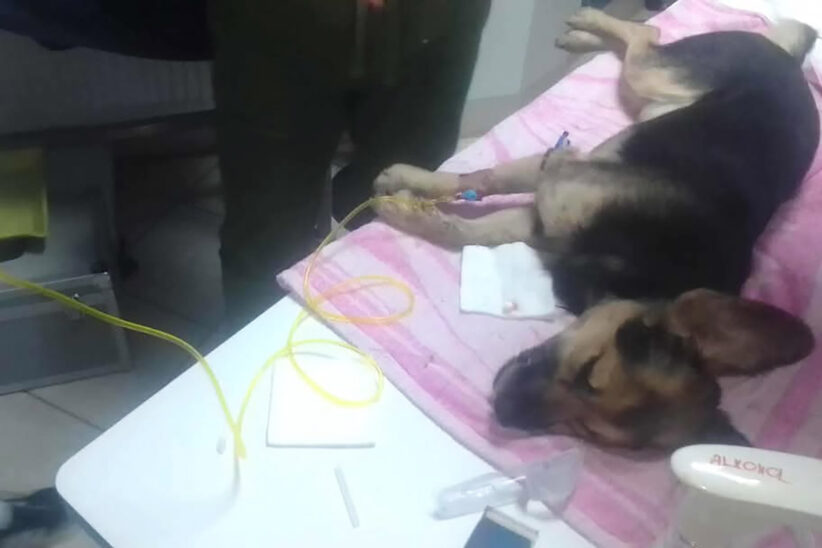 állatkínzás Magyarbángyesen