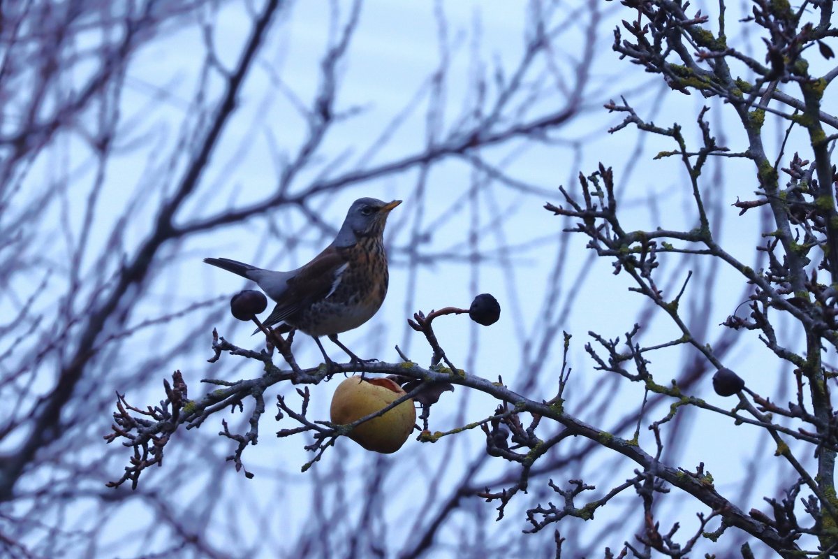 Az elhagyott gyümölcsösök terített asztalt kínálnak az énekesmadaraknak