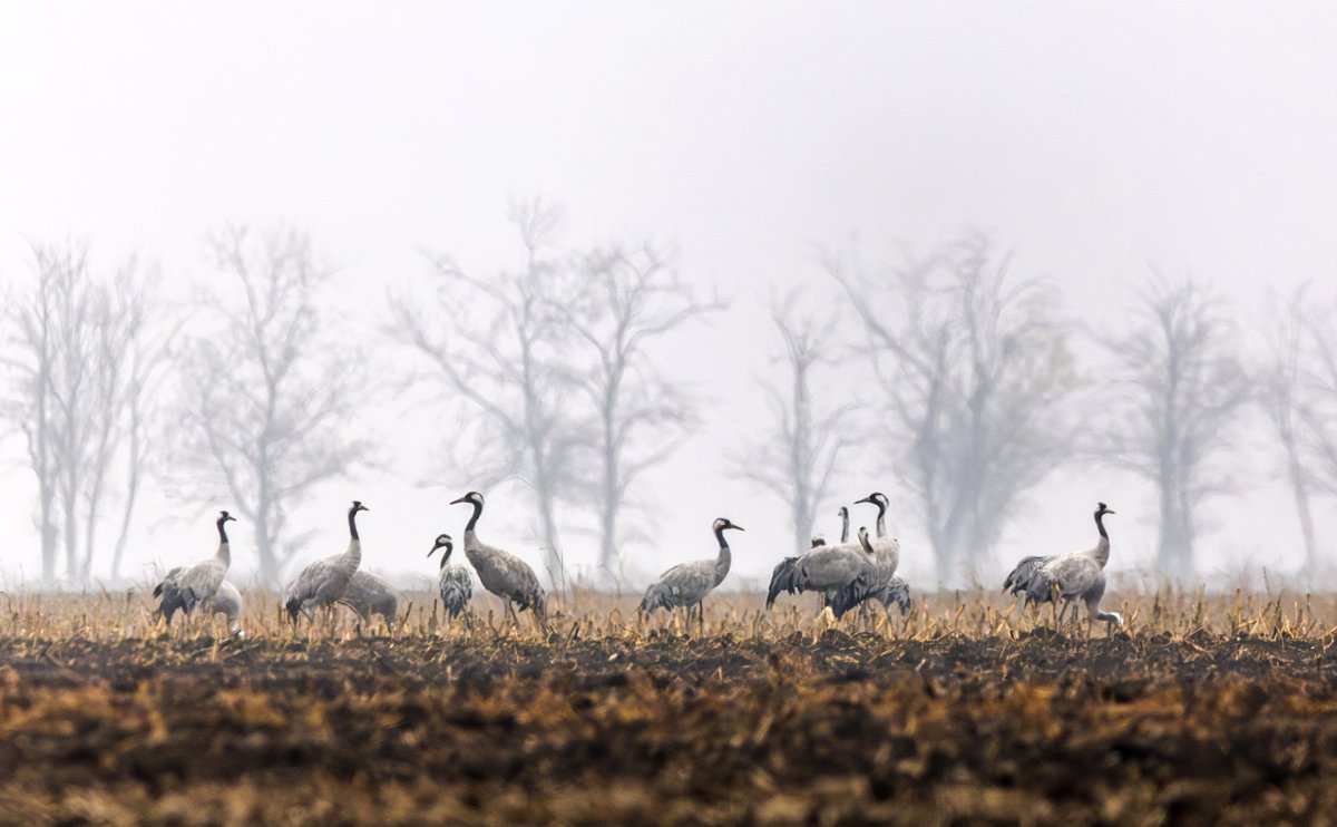 Megérkeztek az első darucsapatok Kardoskútra