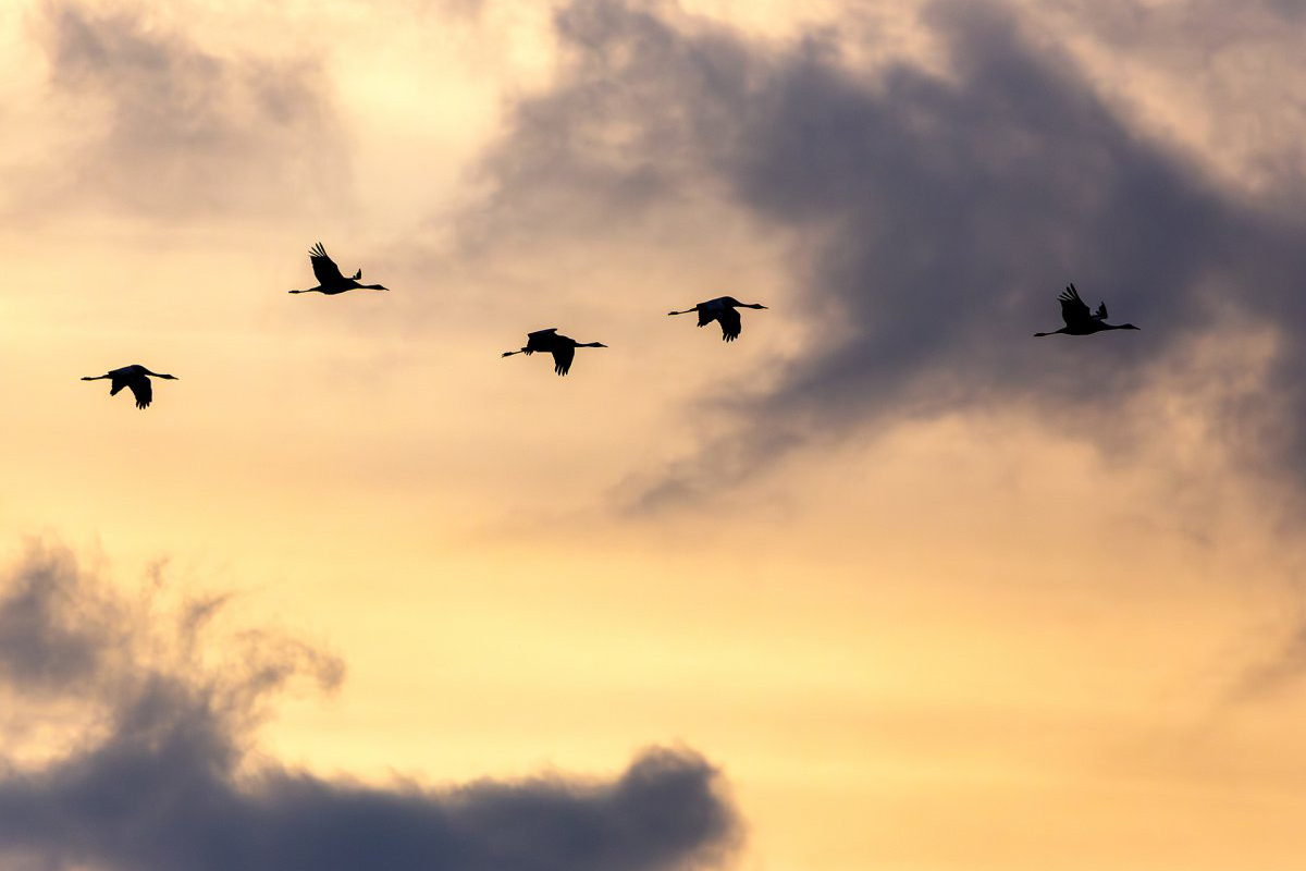 Vonuló darvak a Körös–Maros Nemzeti Park egén