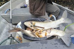 halpusztulás Békésben