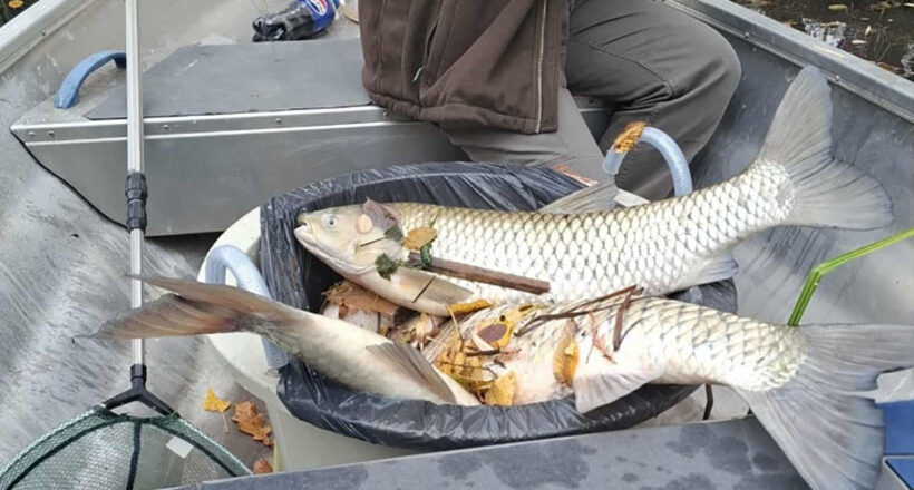 halpusztulás Békésben