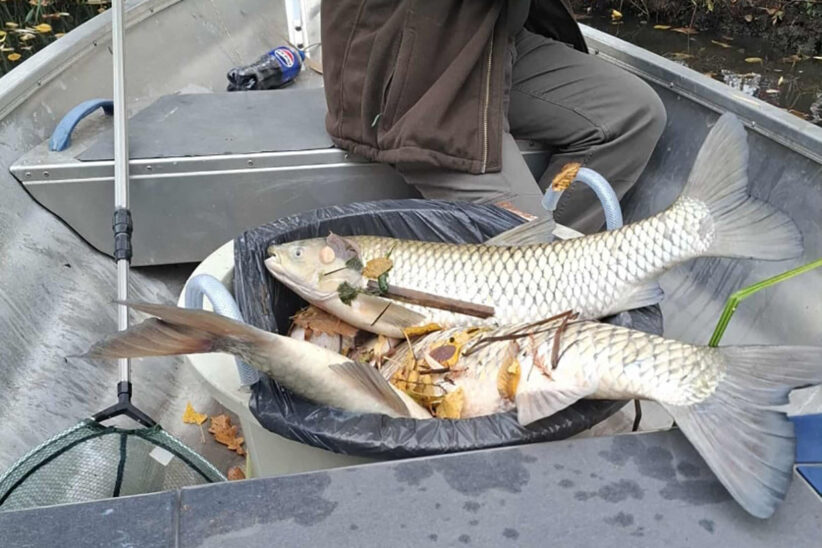 halpusztulás Békésben