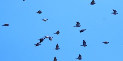 kek-galambok-csapata