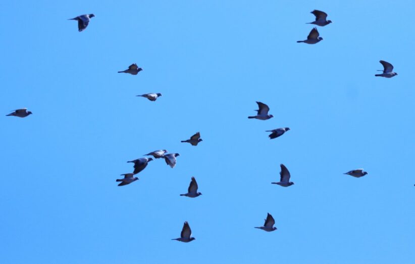 kek-galambok-csapata