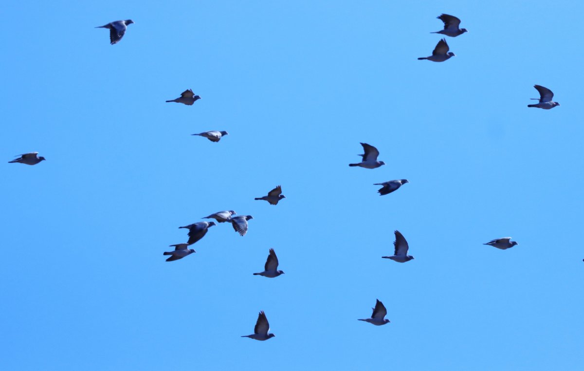 A kék galambok és kékes rétihéják érkezése már a tél közeledtét jelzi
