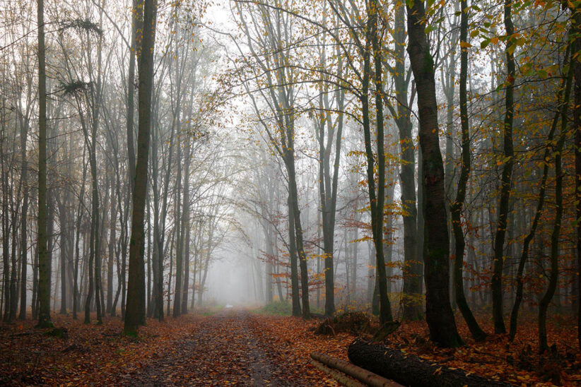 köd, ködös, pára, időjárás, őszi