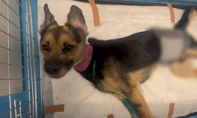 Larry igazi kis harcos - Javul az állapota a Magyarbángyesen megkínzott négylábúnak