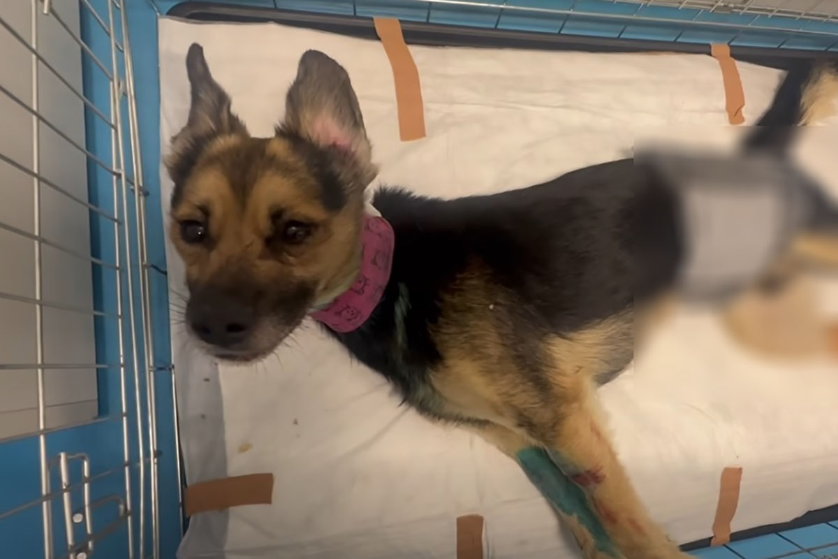 Larry igazi kis harcos – Javul az állapota a Magyarbángyesen megkínzott négylábúnak