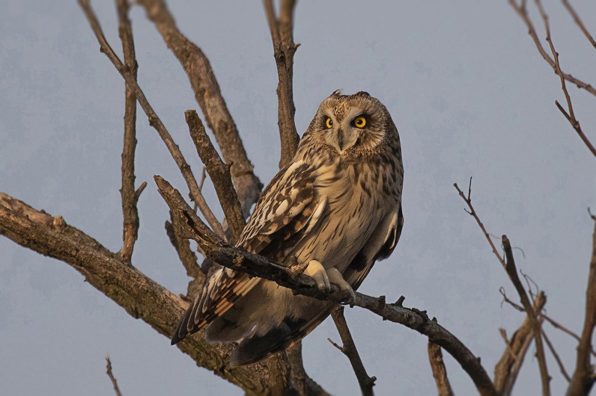 Csendesebb a puszta: kevés réti fülesbagoly telel idén Cserebökényben