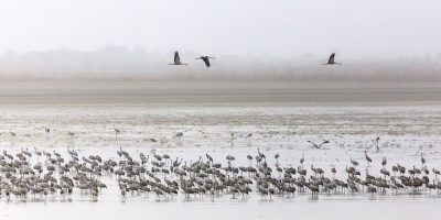 darvak a kardoskúti Fehér-tónál