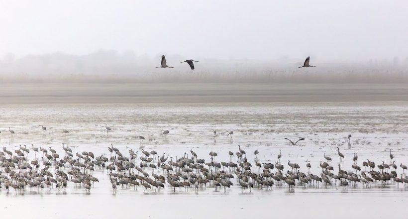darvak a kardoskúti Fehér-tónál