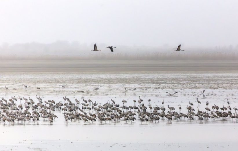 darvak a kardoskúti Fehér-tónál