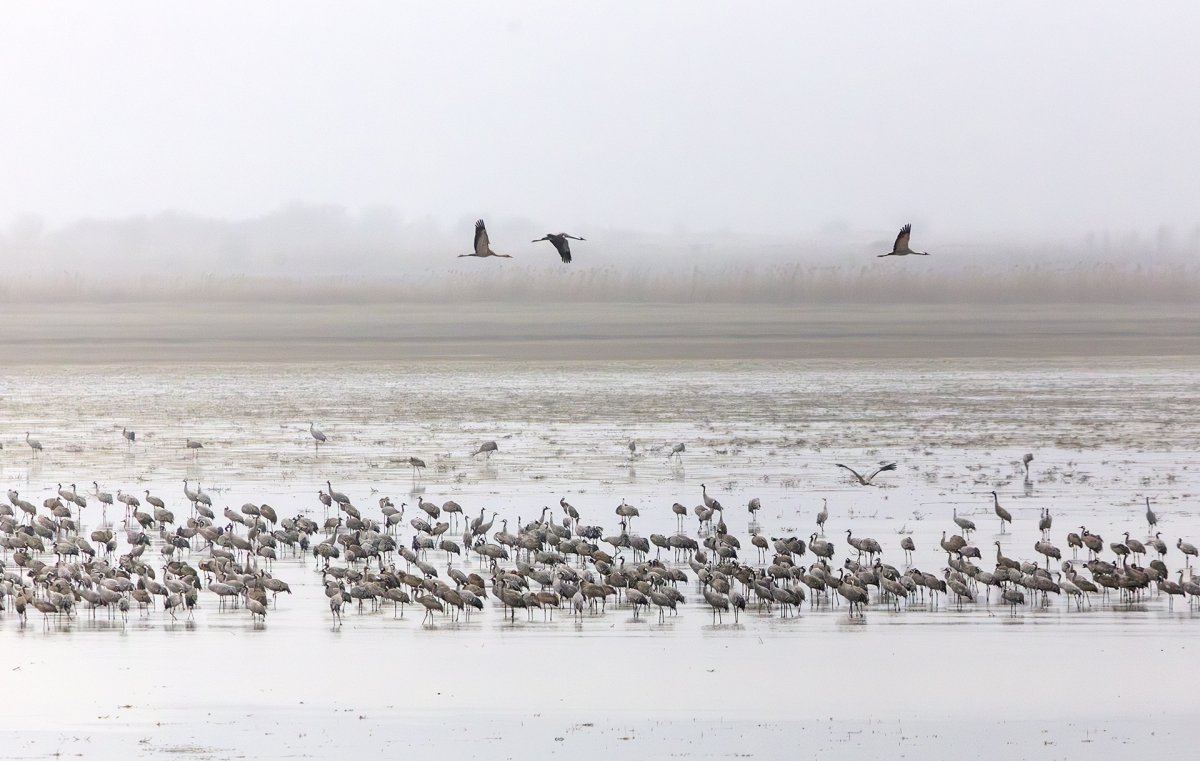 Rekordszámban pihentek darvak a kardoskúti Fehér-tónál